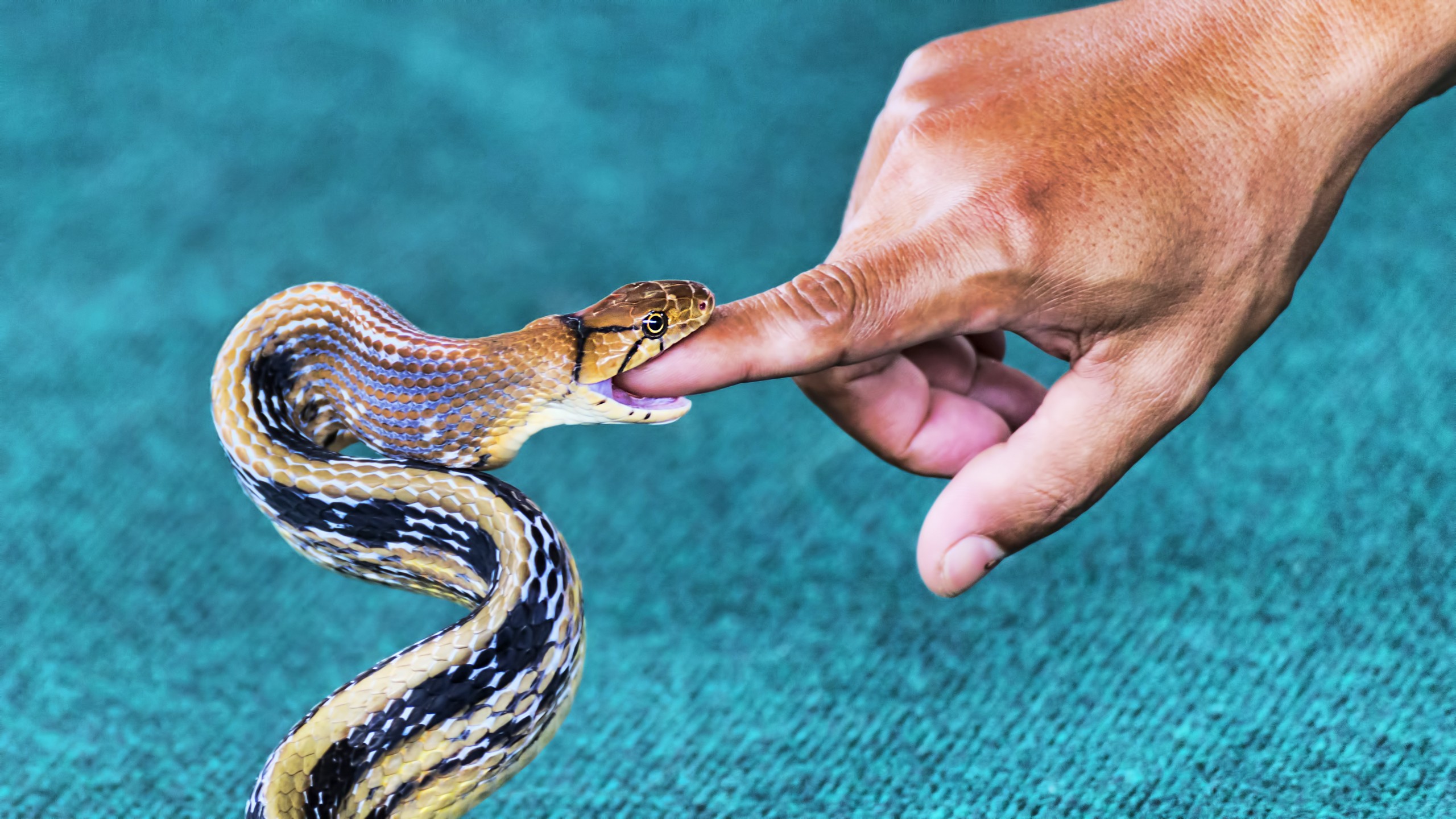 Injuries from Animals, Insects, and Snakes